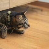 広島で滑りやすい床にお困りの方へ！ペットの安全を守るコーティング