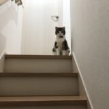 家族が安心して使える階段へ。コーティングのすすめ