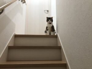 家族が安心して使える階段へ。コーティングのすすめ