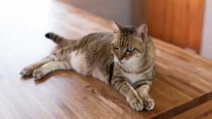 ペットと暮らす冬の床、コーティングで快適・清潔に