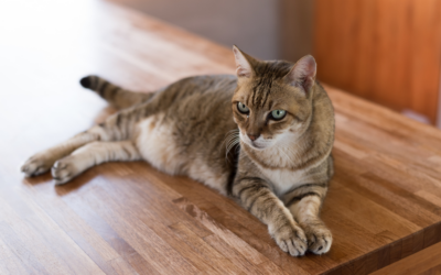 ペットと暮らす冬の床、コーティングで快適・清潔に