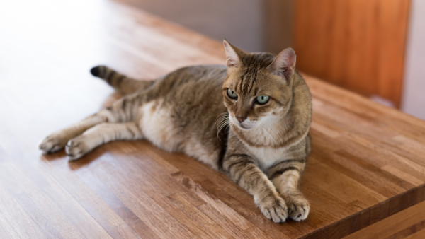 ペットと暮らす冬の床、コーティングで快適・清潔に