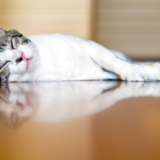 「そのキズ、本当に交換が必要？ “再生コーティング”で変わる住まい