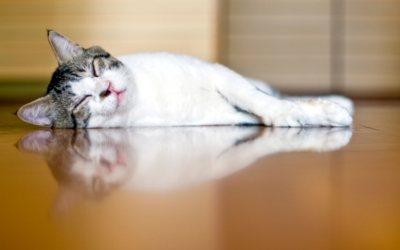 東京でペットと快適に暮らす！傷・臭い防止のフロアコーティング