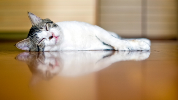 大切な家族のために！フロアコーティングで守る「愛犬・愛猫の足腰」と「床の清潔」