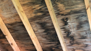 木材のカビ除去は初期対応が重要|原因・正しい除去方法と再発防止策を専門解説【愛知常滑店】