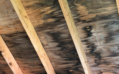 木材のカビ除去は初期対応が重要｜原因・正しい除去方法と再発防止策を専門解説【愛知常滑店】