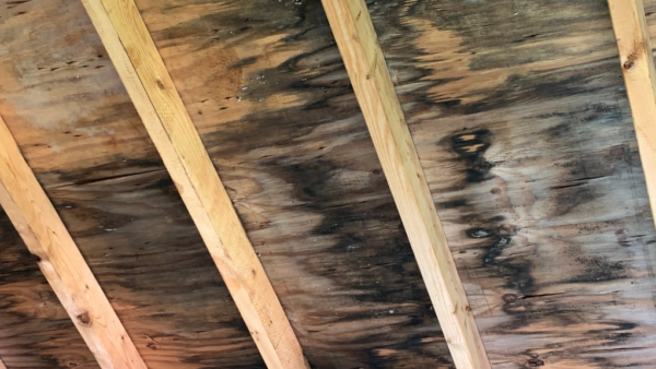 木材のカビ除去は初期対応が重要｜原因・正しい除去方法と再発防止策を専門解説【愛知常滑店】