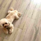 そのフローリング、ペットに優しいですか？