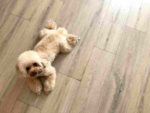 ニオイ・キズ・滑りを防ぐ方法