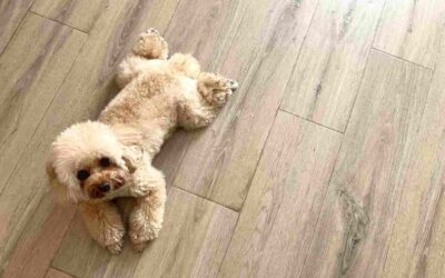 ニオイ・キズ・滑りを防ぐ方法