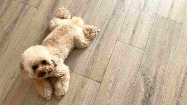 そのフローリング、ペットに優しいですか？