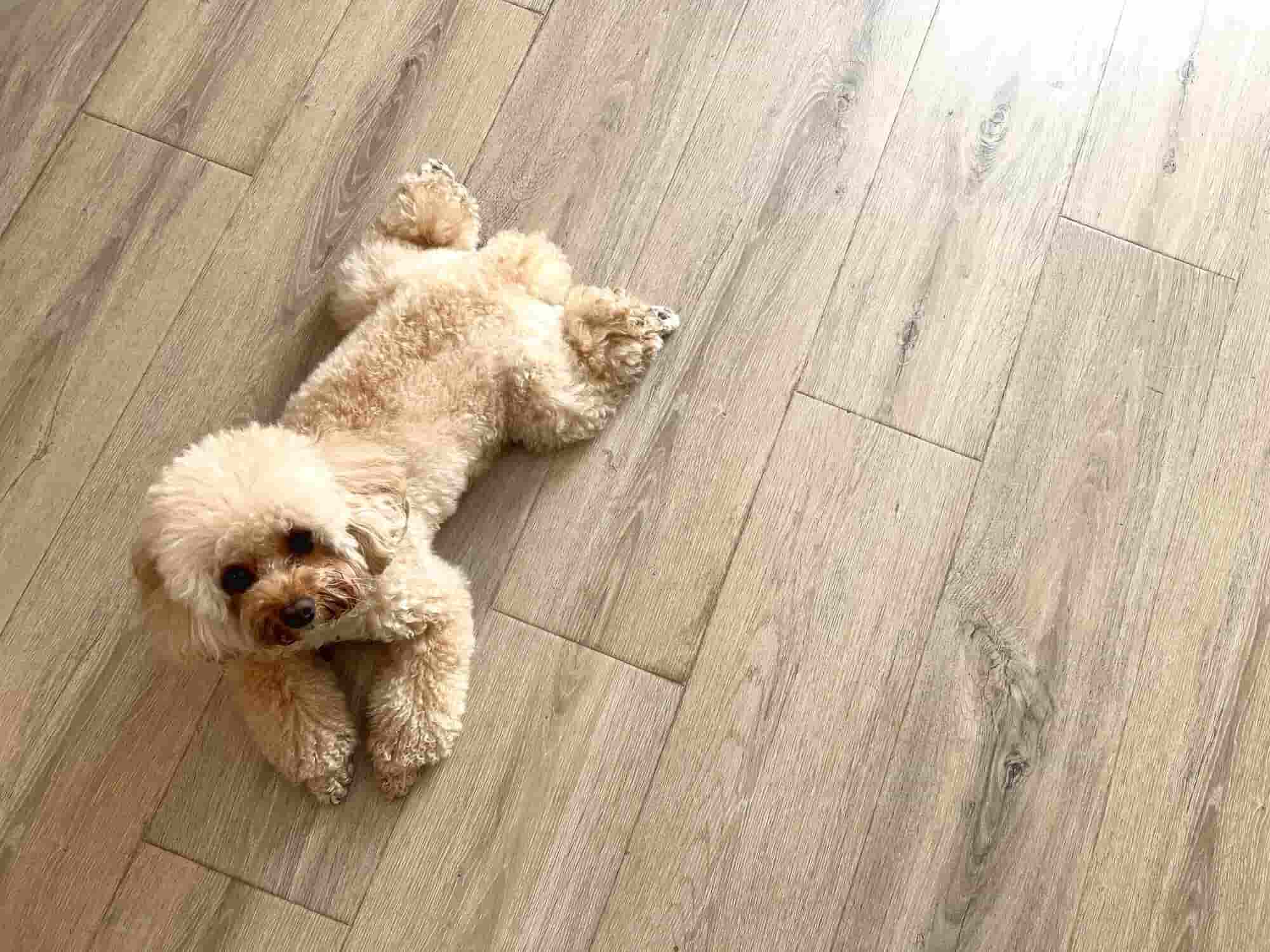 ペットの足腰を守る、フローリング対策という選択