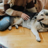 床の悩み解決！東京でおすすめのペット対応コーティング術