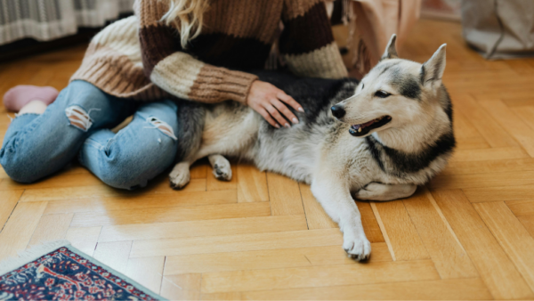 ペットの足腰と住まいを守る床対策