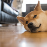 広島でペットと安心して暮らすために