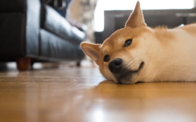 ペットのためのコーティングという選択