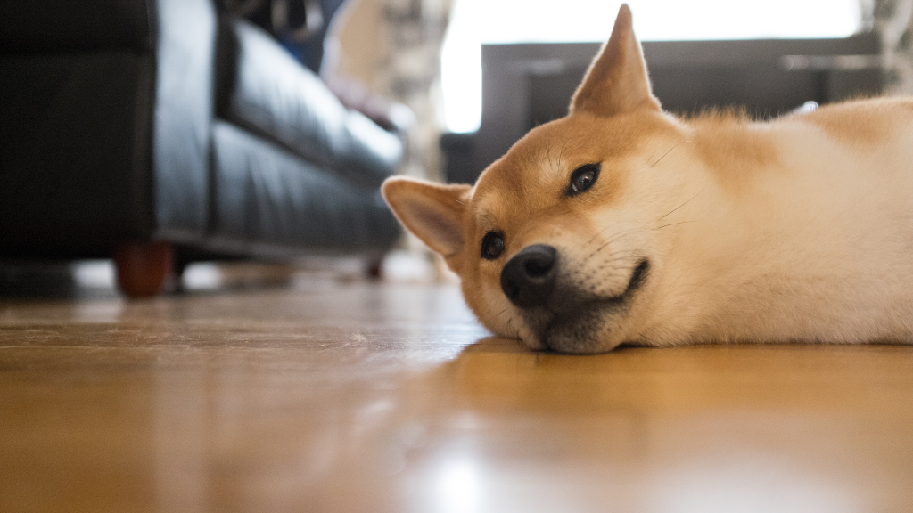 愛犬のいる家で床に後悔…でも対策は間に合う！快適・安心な暮らしへのヒント